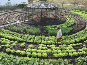Prefeitura de Palmeira ensinará técnicas para quintais produtivos