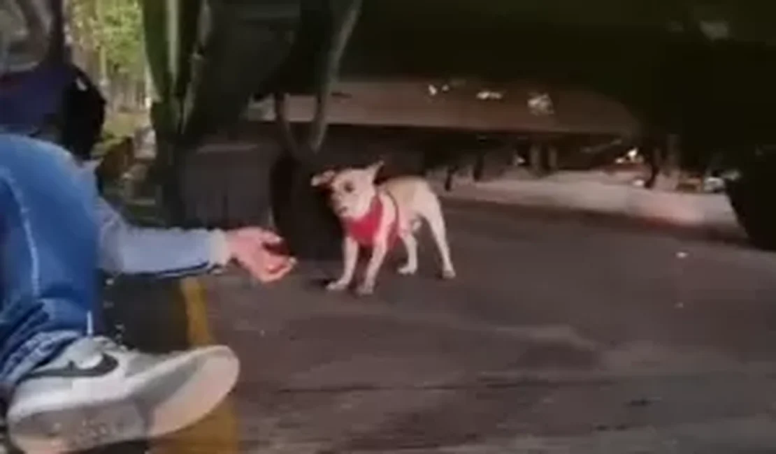 Motorista de ônibus para o trânsito para não atropelar cachorro na Colômbia