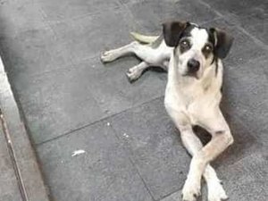 Carrefour terá que pagar R$ 1 milhão após morte de cadela Manchinha