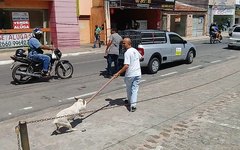 Animais foram recolhidos na Praça Luiz Pereira Lima, em Arapiraca  