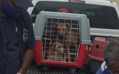 Animais abandonados foram resgatados e levados à Unidade de Vigilância em Zoonoses
