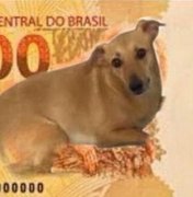 Após nota de R$ 200, Banco Central estuda ação com vira-lata caramelo