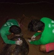 Biota registra desova de cinco tartarugas marinhas em praias da capital