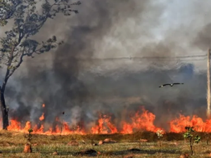 Fio de alta tensão cai e provoca incêndio em vegetação no Serrote em Arapiraca