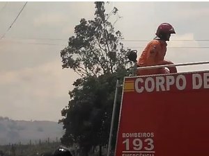Bombeiros são acionados após queda de árvore no Centro de Maragogi