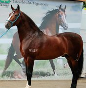 Cavalo que vale mais que uma Ferrari é destaque em exposição de Belo Horizonte