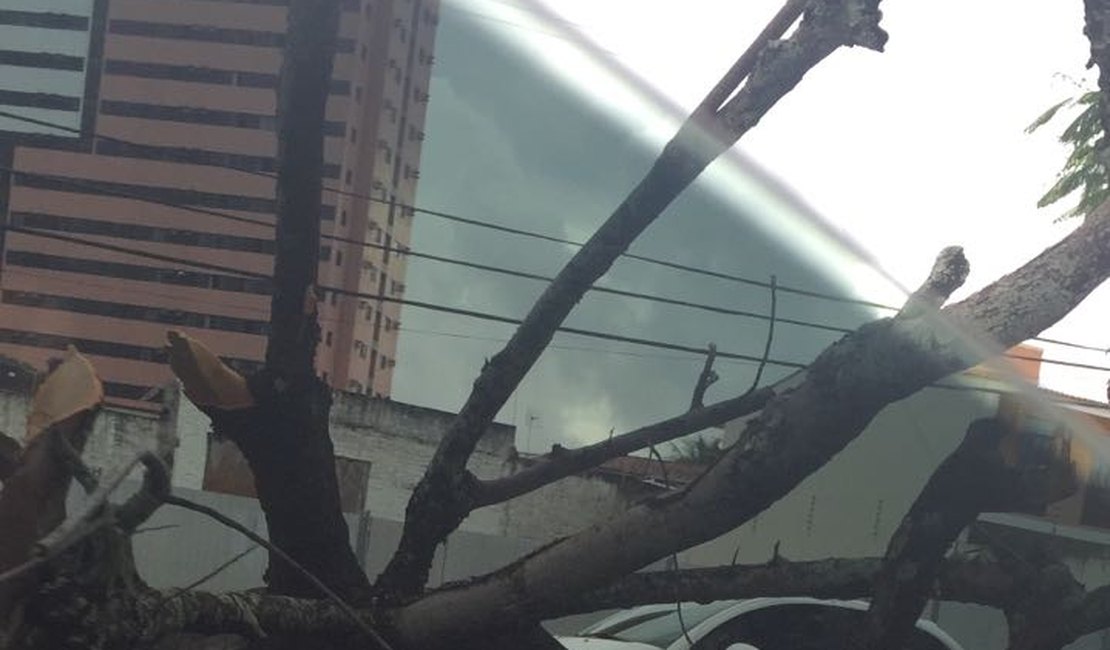 Por conta das chuvas, árvore cai e deixa trânsito congestionado no Murilópolis