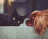 Cães e gatos começam a ser vacinados a partir desta quarta(20) em Arapiraca
