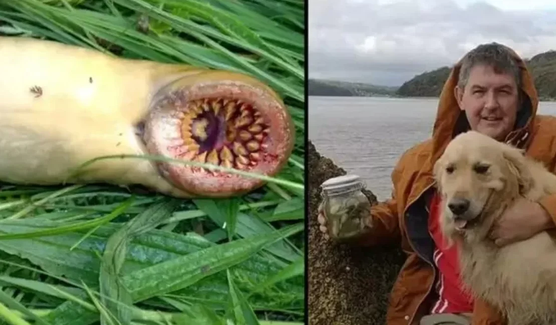 'Peixe-vampiro' é capturado por pescador em rio no País de Gales