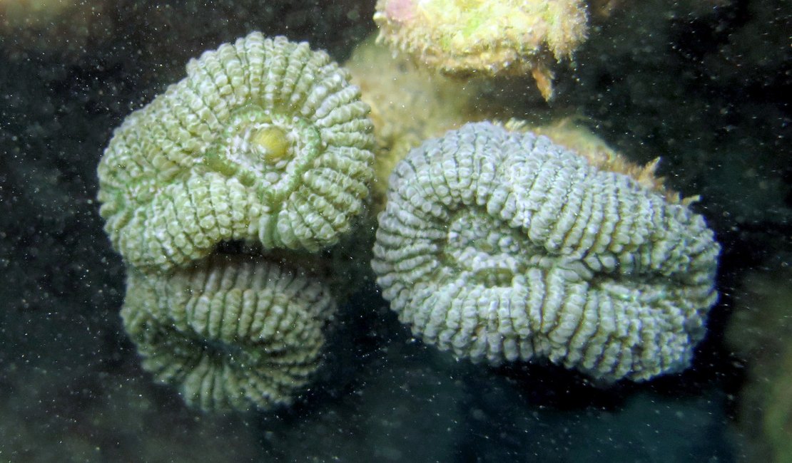 Coral ameaçado de extinção desova no mar da Praia de Maragogi