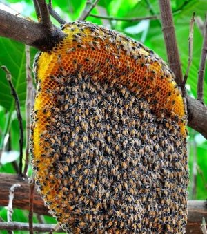  Idosa leva mais de 30 picadas de abelhas em Delmiro Gouveia