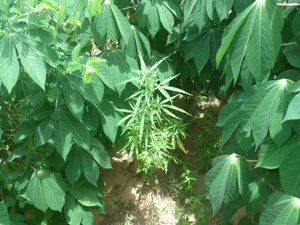 Maconha é plantada com mandioca para ocultar pés no Sertão de PE