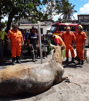 [Vídeo] Bombeiros resgatam égua de dentro de poço em Porto Calvo