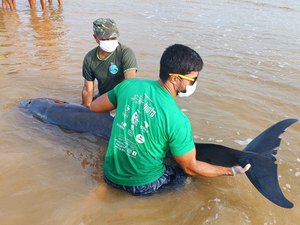 Golfinho que encalhou em praia de Coruripe é resgatado