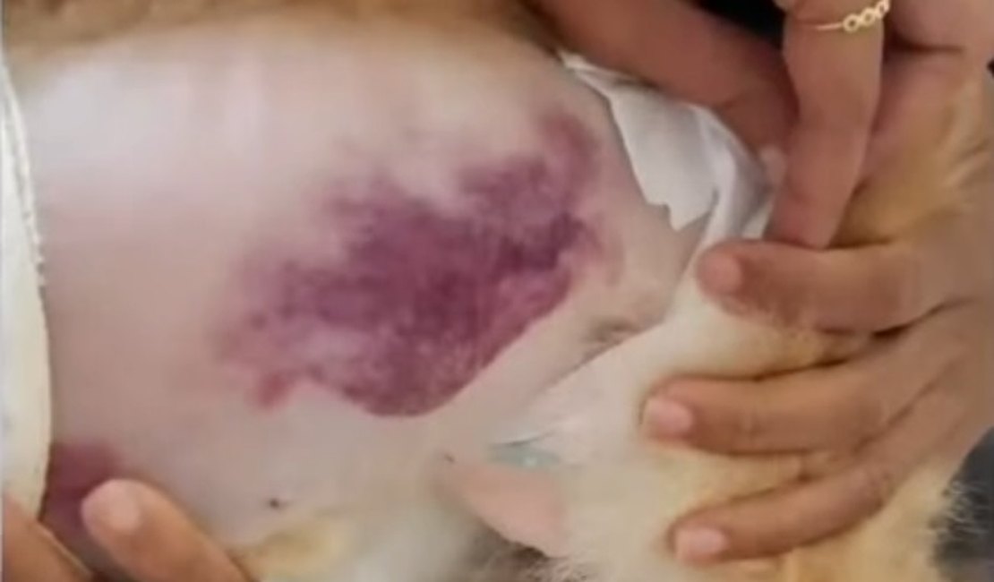 Polícia Civil investiga ataques de pitbull em Riacho Doce