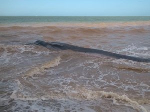 [Vídeo] Baleia viva encalha em praia da Barra de Santo Antônio