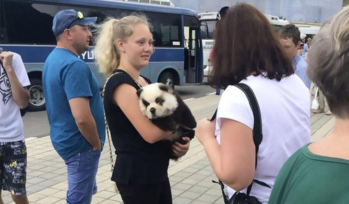 Turistas pagavam para tirar fotos com 'panda' filhote que na realidade era um cachorro