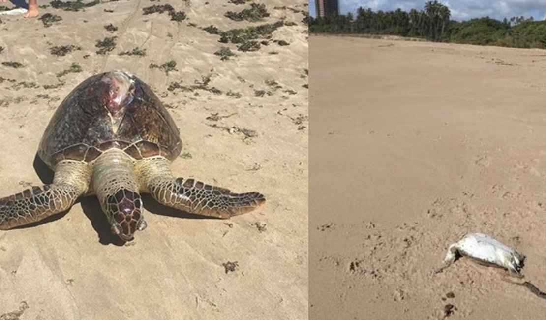 Tartarugas são encontradas mortas nas praias da Capital