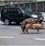 Casal de porcos é flagrado em ‘clima de romance’ em avenida de BH e cena viraliza