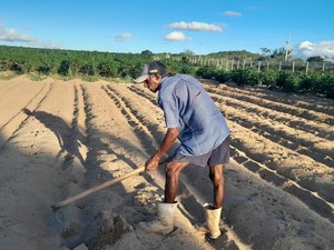 Agricultores preparam a terra para o plantio do milho no Dia de São José