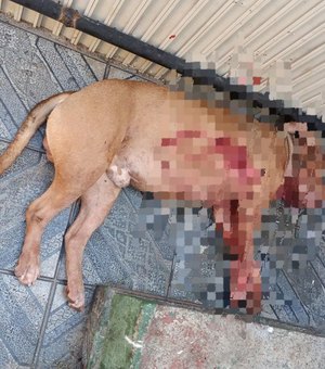Homem morre após ser atacado pelo próprio cachorro no RJ