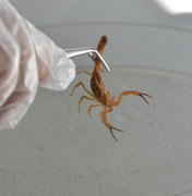 Sesau alerta: acidentes com escorpiões tendem a aumentar no verão