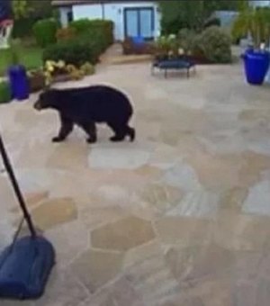Urso-negro é visto nas proximidades da mansão de Harry e Meghan nos EUA