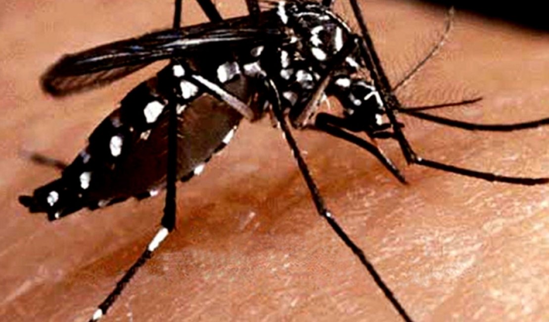 Dengue já é epidêmica em 12 Estados e no Distrito Federal