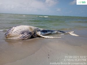 Alagoas teve dois encalhes de baleias jubarte no primeiro semestre do ano