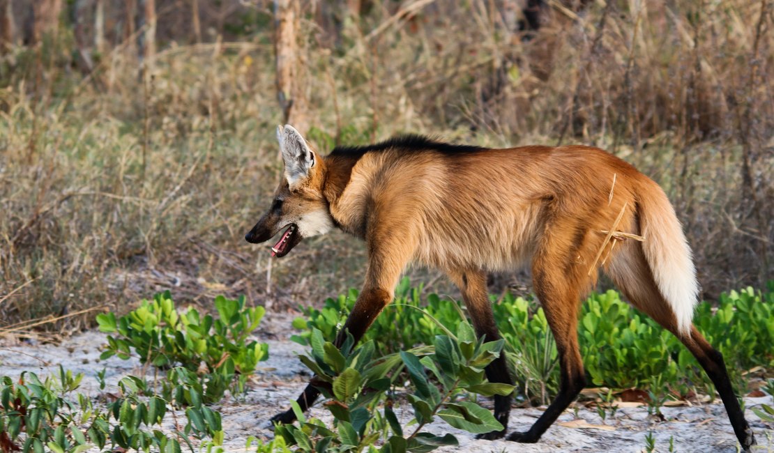 Cédula de R$ 200 chama a atenção para a preservação do lobo-guará