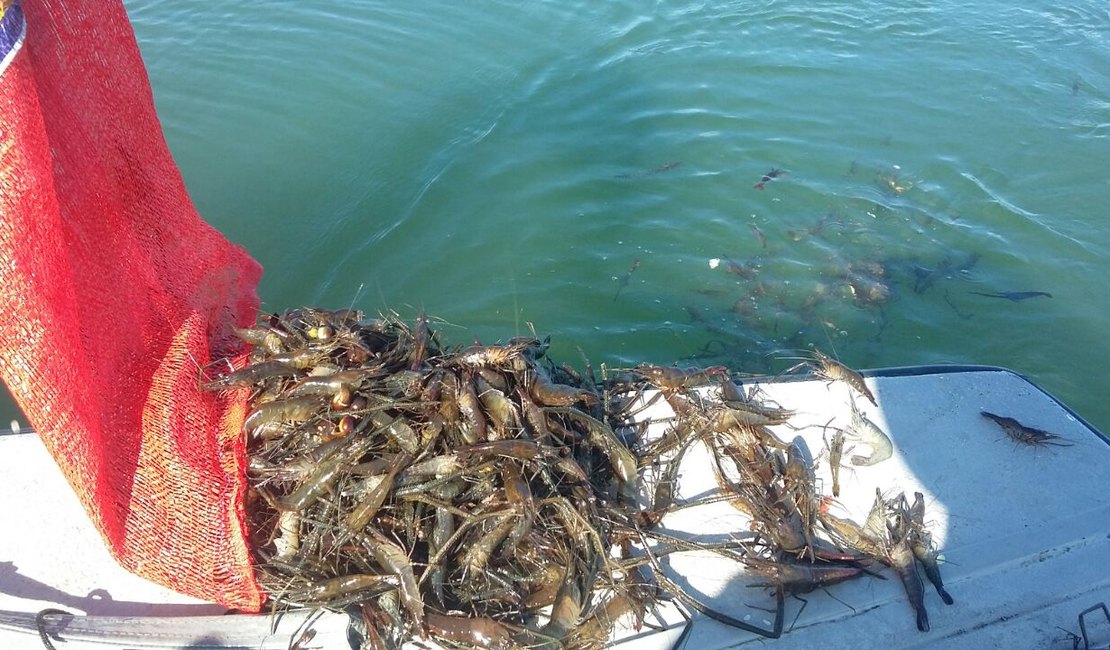 FPI do São Francisco combate pesca predatória e resgata 1.500 espécimes de camarões