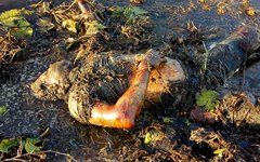 Corpo foi encontrado em rio de Porto Calvo