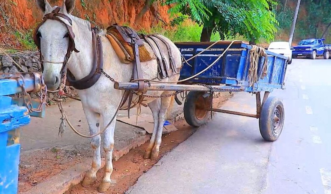 Carroceiro tem cavalo furtado enquanto trabalhava em Arapiraca