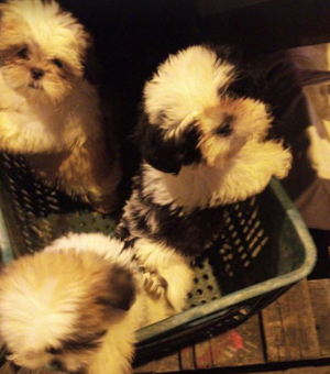 Cães da raça shih-tzu são resgatados após furto em pet shop na Jatiúca