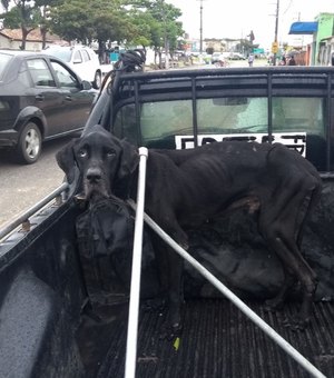 Cachorro resgatado em Penedo foi abandonado para morrer no local