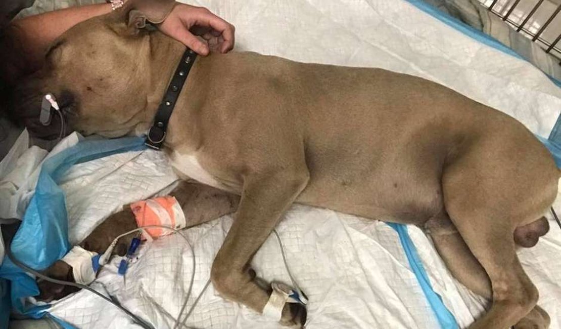 Pitbull morre após salvar donos da picada de cobra venenosa