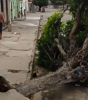 [Vídeo] Árvore cai no meio da rua após forte ventania em Arapiraca