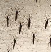 Mosquitos Aedes Aegypti são soltos para combate à dengue