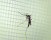 Chuvas deixam alerta para novos casos de dengue