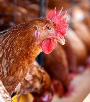 Vacina contra salmonela usada em aves no Brasil fez surgirem bactérias resistentes a antibióticos