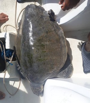Mergulhadores de Maragogi resgatam tartaruga enrolada em plástico