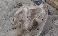 Tartaruga foi encontrada morta na Praia de Barra Grande