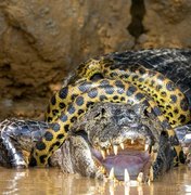 Fotógrafo americano flagra sucuri lutando contra jacaré no Pantanal em MT
