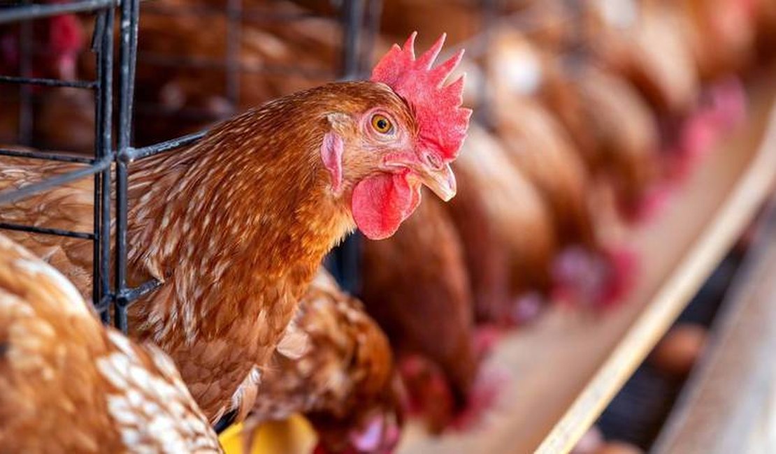 Vacina contra salmonela usada em aves no Brasil fez surgirem bactérias resistentes a antibióticos