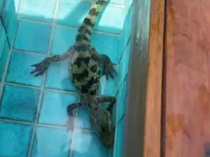Filhote de jacaré é encontrado em piscina no condomínio Laguna