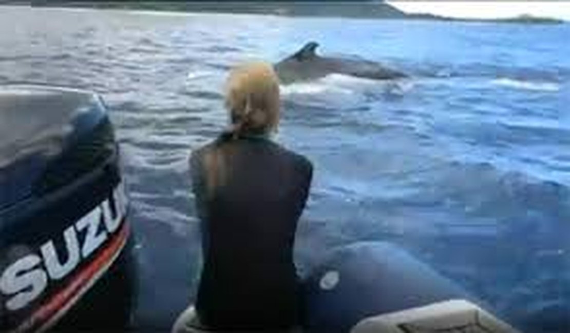 Bióloga é salva por baleia de um possível ataque de tubarão