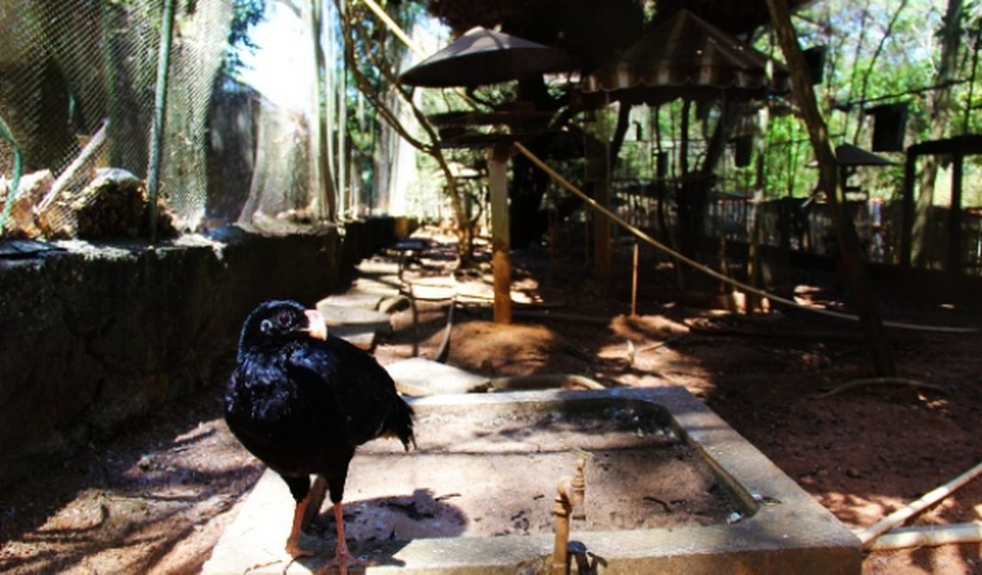 Mutuns-de-alagoas voltam à natureza após mais de 40 anos