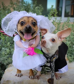 Chihuahuas inseparáveis ganham cerimônia de 'casamento' em lar de cães