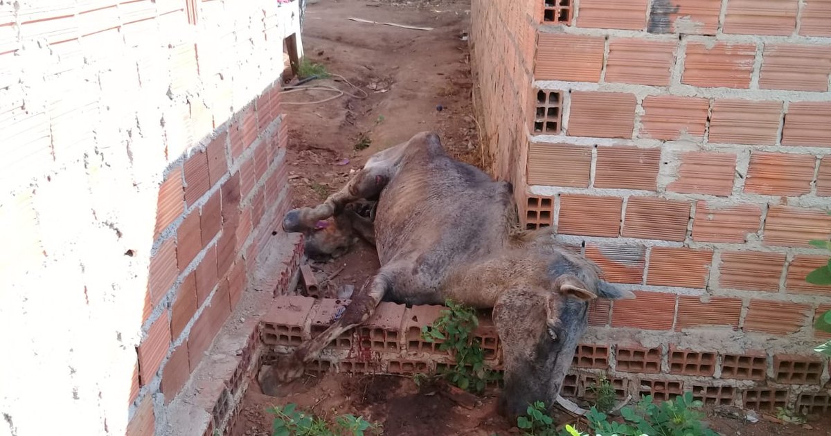 Vídeo] Moradores fazem apelo para Zoonoses recolher cavalo morto