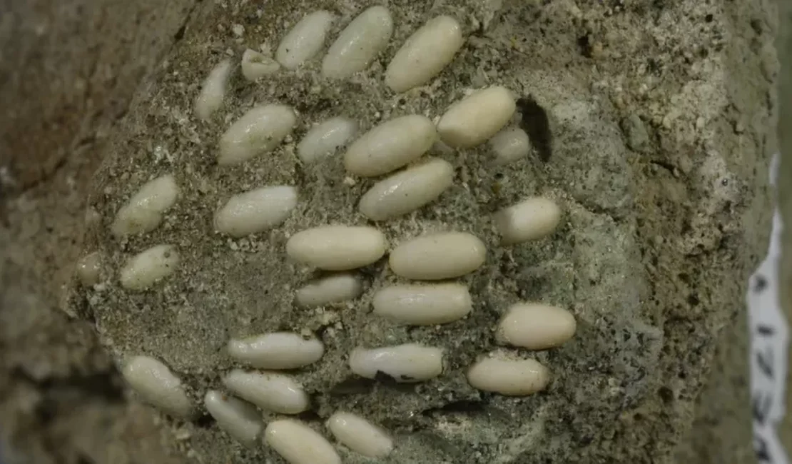 Cientistas encontram ovos fossilizados de gafanhotos com 29 milhões de anos
